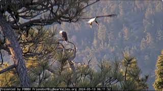 Jackie and Shadow's morning FOBBV CAMBig Bear Bald Eagle Live Nest - Cam 1  \/ Wide View - Cam 2