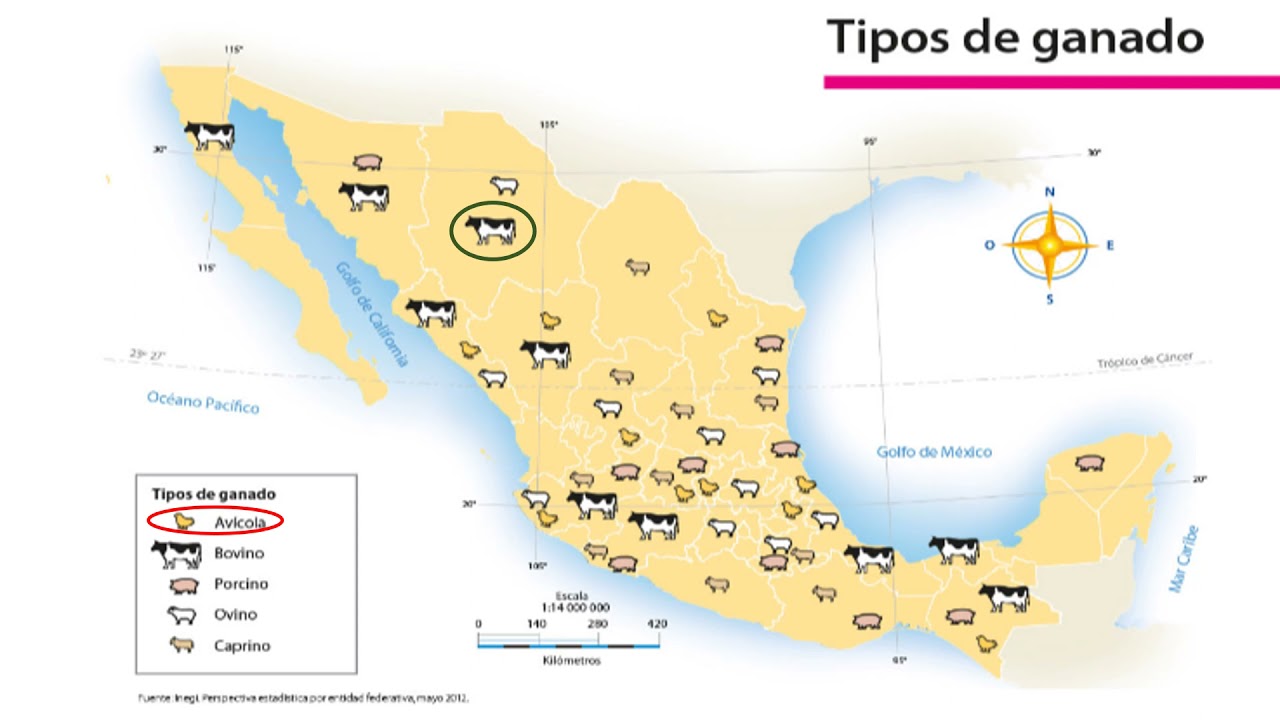 Actividad económica: La Ganadería en México - YouTube