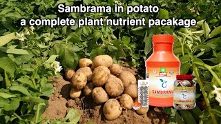 Multiplex Sambrama I A Complete Nutrient Package For potatofarming