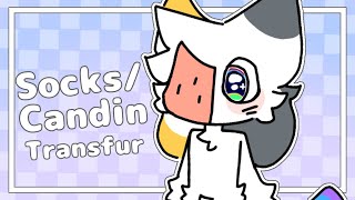 Rainbow Socks Transfur (Candin)