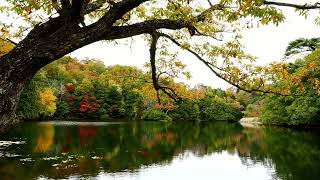 Nature's Mirror, A Seamless Flow of True and Reflected Colors Natural landscape of trees, water, sky