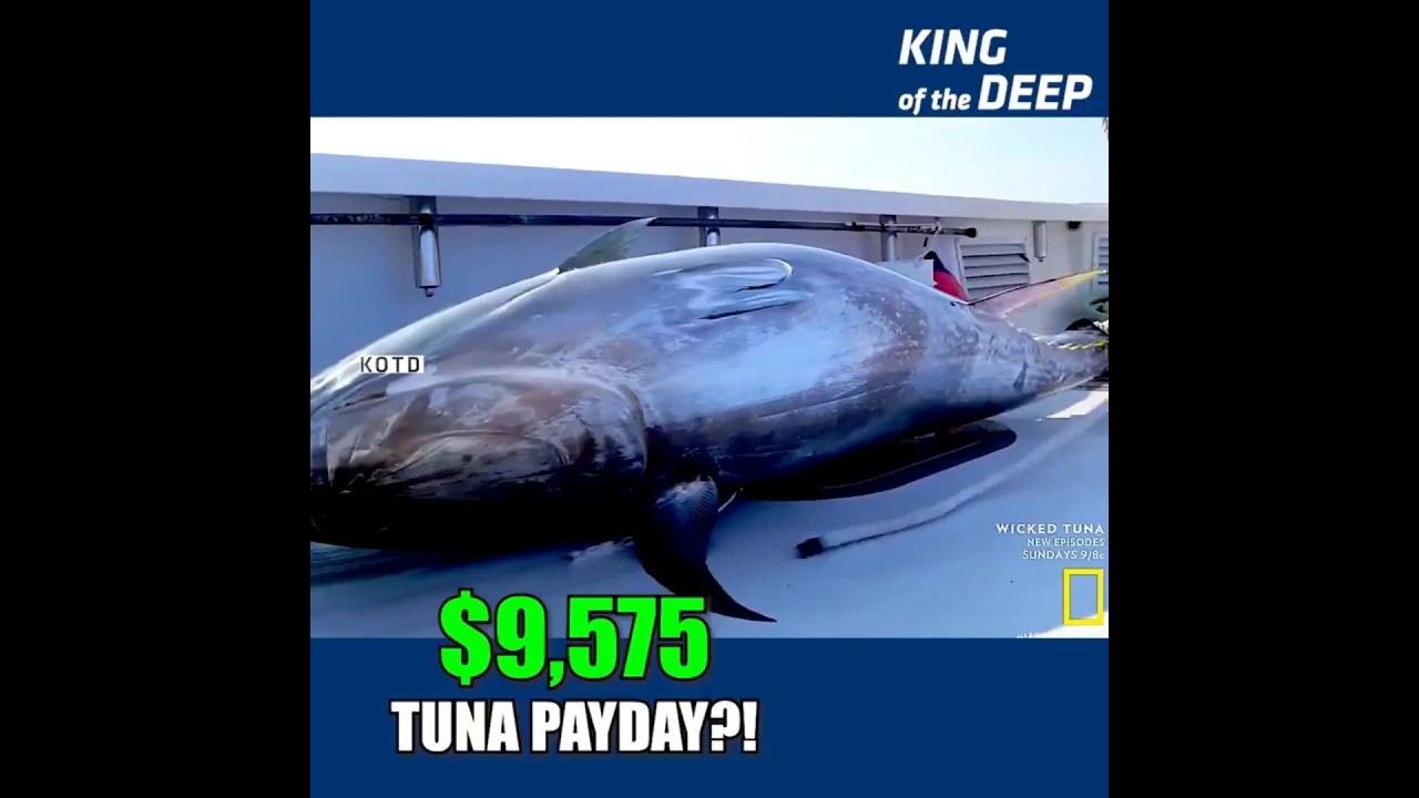 Выигрыш за тунца $9575! Двойной тунец Ти Джея против 512-фунтового «Зверя» Тайлера и 424-фунтовог...