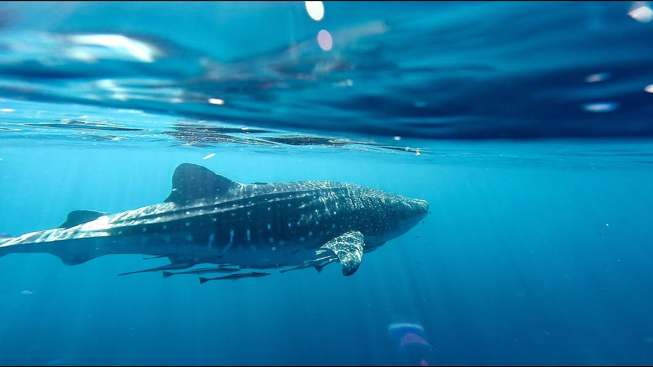 Ningaloo Reef in July 2018 YouTube