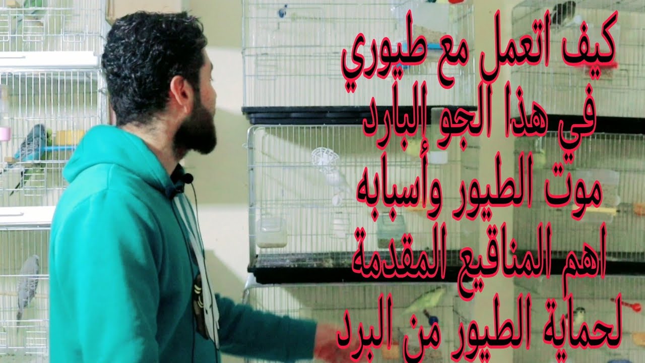 هل المناقيع الطبيعية كافية لتدفئة الطيور داخل الاقفاص (حلقة من ذهب)