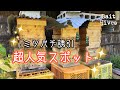 【ミツバチ誘引】超人気スポット！ぞくぞく自然入居で5群🐝✨日本ミツバチも西洋ミツバチもウェルカム〜〜💕Catch Honeybee Swarms in Japan