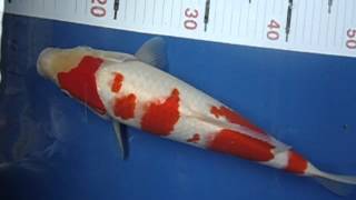 โคฮากุ ซาไก 35 cm.Female.AVI