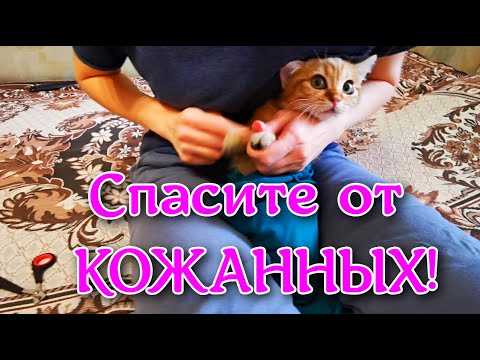 Как подстричь когти котенку, коту, кошке. Инструкция по подстриганию когтей котенку дома.