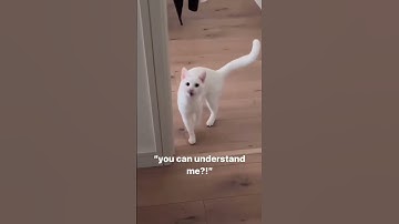 Interesting cat videos#cat#cats#catlover #catshorts #funnycats#youtubeshorts #funnyvideo #music