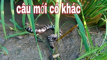 Cách cắm câu rắn trun,, dính luôn cả lươn và cá lóc khủng