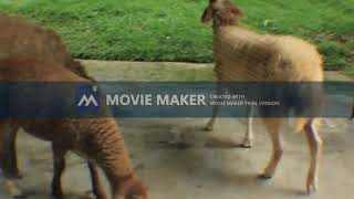 Malaysia Agro Exposition Park Serdang (MAEPS)