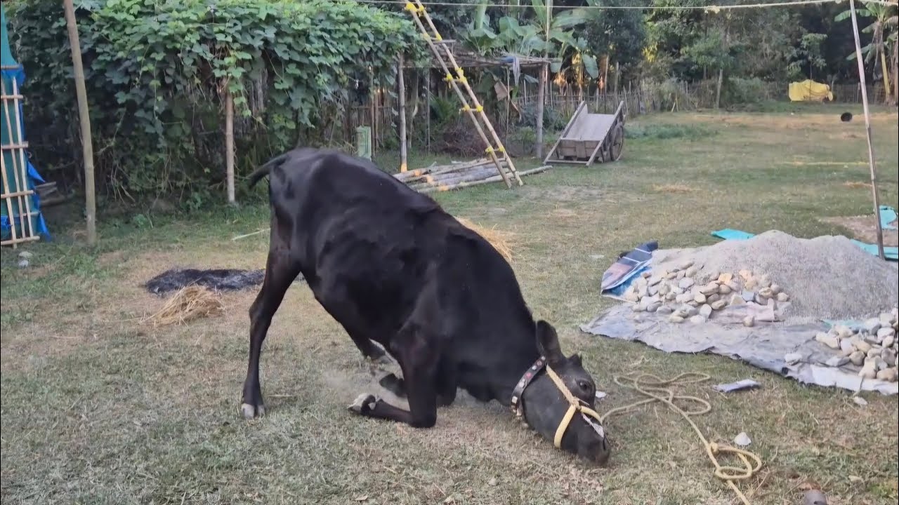 365 Days Challenge Day - 20 | ye kya ho gya गाय 🐄 ko 😲😲...