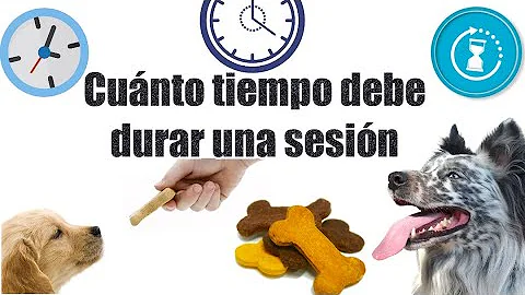 ¿Cuánto tiempo se tarda en adiestrar a un perro?