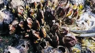 Barnacles cleanup - satisfying (Episode  524)