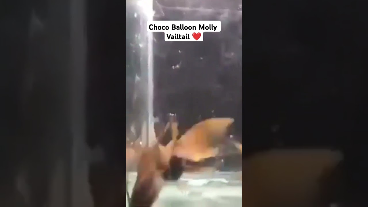 Choco Balloon Molly VailTail ❤️ 