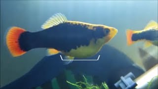 How to know if female platy is pregnant and when to use a breeding box