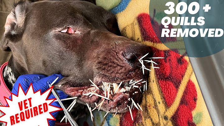 Removing Porcupine Quills - Porcupine Attack - Vet Required