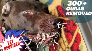 Removing Porcupine Quills - Porcupine Attack - Vet Required