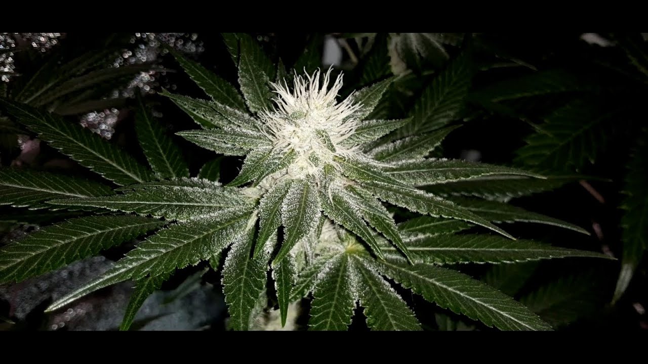 Wedding Cake Week 3 NIGHTSHOT