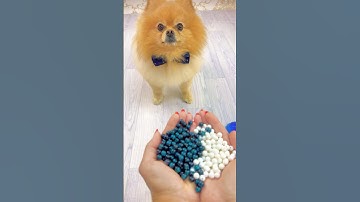 Puppy & Beads ✨🐼🌀satisfying Reverse #satisfying #asmr #reverse