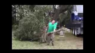 Residents watch as a 200-year-old oak tree is cut down
