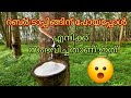 റബ്ബർ ടാപ്പിംഗ്##RubberTapping#RubberPlantation#Agriculture#NaturalRubber#FarmingLife#RubberTree