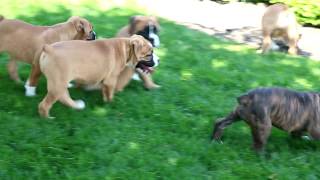 Bullboxer Puppies for Sale