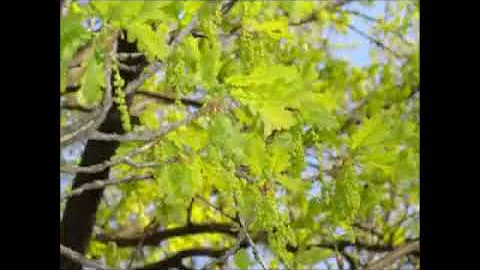 Приметы весны