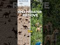 Australia Built the World's Longest Fence to Stop One Animal — It Actually Worked