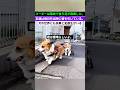 これは犬の世界の余華と史鉄生だ。