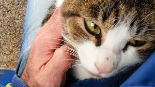 【地域猫】公園猫探索、野良猫をナデナデしたら膝の上に乗ってきた。ゴロゴロ言ってます