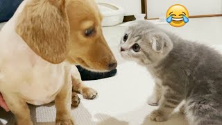 Be careful, don't laugh 🐕😺 Funny videos with dogs, cats and kittens😸