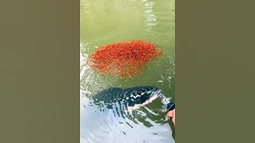 Cần thủ câu cá lóc gặp điều kỳ lạ #cacconvat #docla #fishing