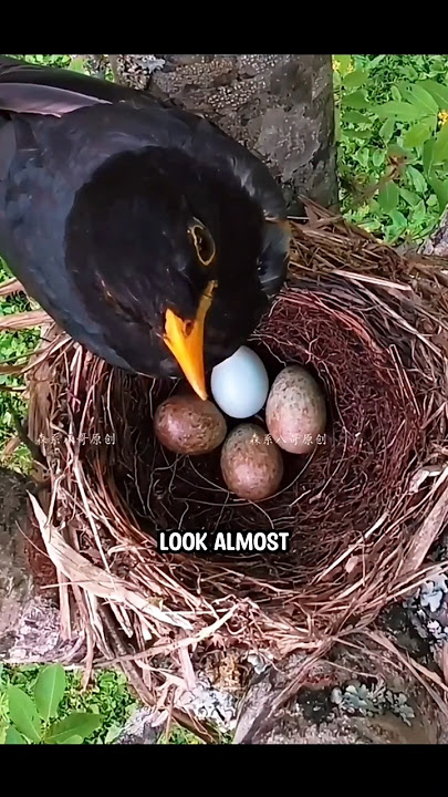 Does Cuckoo the Smartest or the Cruelest of the birds?