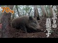 #153　【有害鳥獣駆除】ずっと気になっていた👀獣道で良型の猪を捕獲！ - There was a wild boar in the place I had been curious about.！