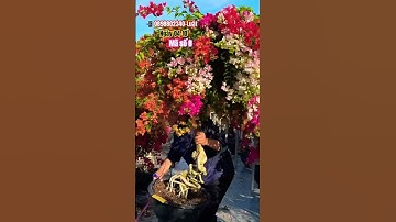 Ngũ sắc thái tàn đẹp đang hoa..#shortvideos