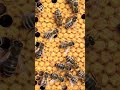 Bienenvolk erwacht - Bereit für Frühling 🐝