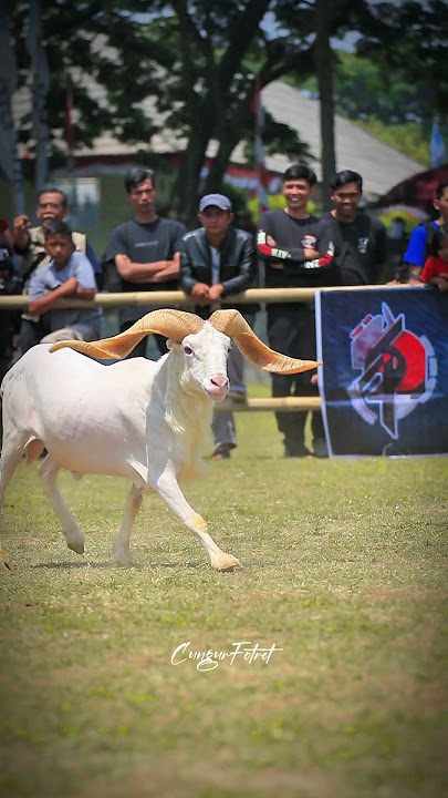 Tanduk nya panjang gini. Owner ??     #domba #dombagarut #dombakasep #sukadomba.official #sheep