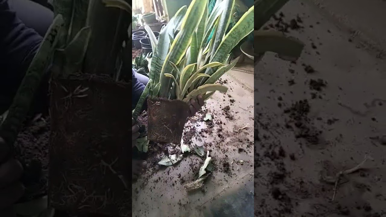 root bound sansivieria