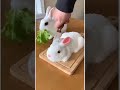 A White Rabbit Sits Perfectly Still for the Knife.