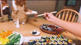 *NEW SERIES* Meals w/ MARLIN :) Sushi Night! Roll & Eat TUNA Sushi with Marlin & Pups in the OBX. by Marlin the CAT-DOG - Caroline Jarvis Hopkins 15,058 views 2 years ago 12 minutes, 14 seconds