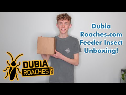 Unboxing Live Insects from DubiaRoaches.com
