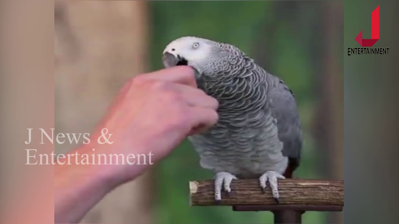 Talking Parrot Einstein zoo knoxville's beloved African Grey Parrot