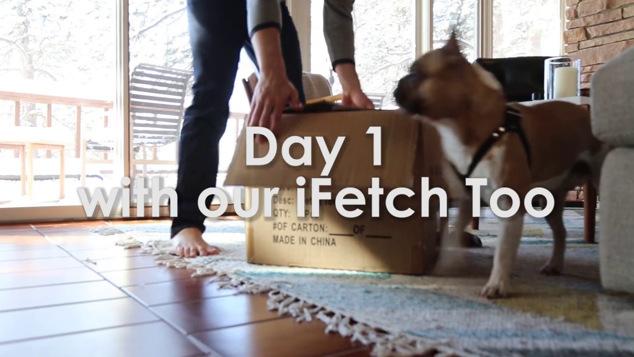 iFetch Too - Day 1 with Sir Henry the Frenchie