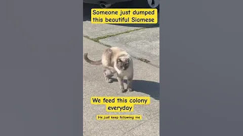 Watch the video about Friendly Siamese stray cat #cat #straycat #dump #catlovers #animallover #anmals