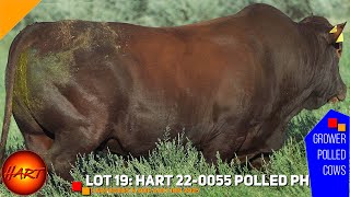 LOT 19 : HART 22-0055 POLLED PH, Hartebeestloop Auction 2025