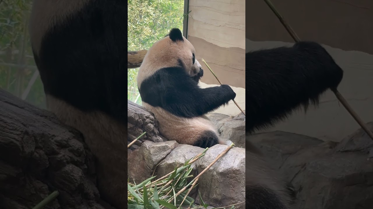 2026.04.21 에버랜드 판다 세컨하우스 루이바오 (2)