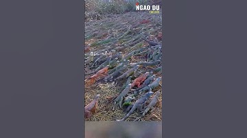 Nuôi kỳ nhông ở Mexico #shorts