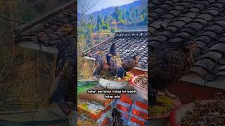 Ayam Kok Tidur di Pohon? Ini Alasan Mengejutkannya! 🐔🌳