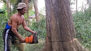 Admire and amazing!! How master of chainsaw saws a giant Melaleuca tree