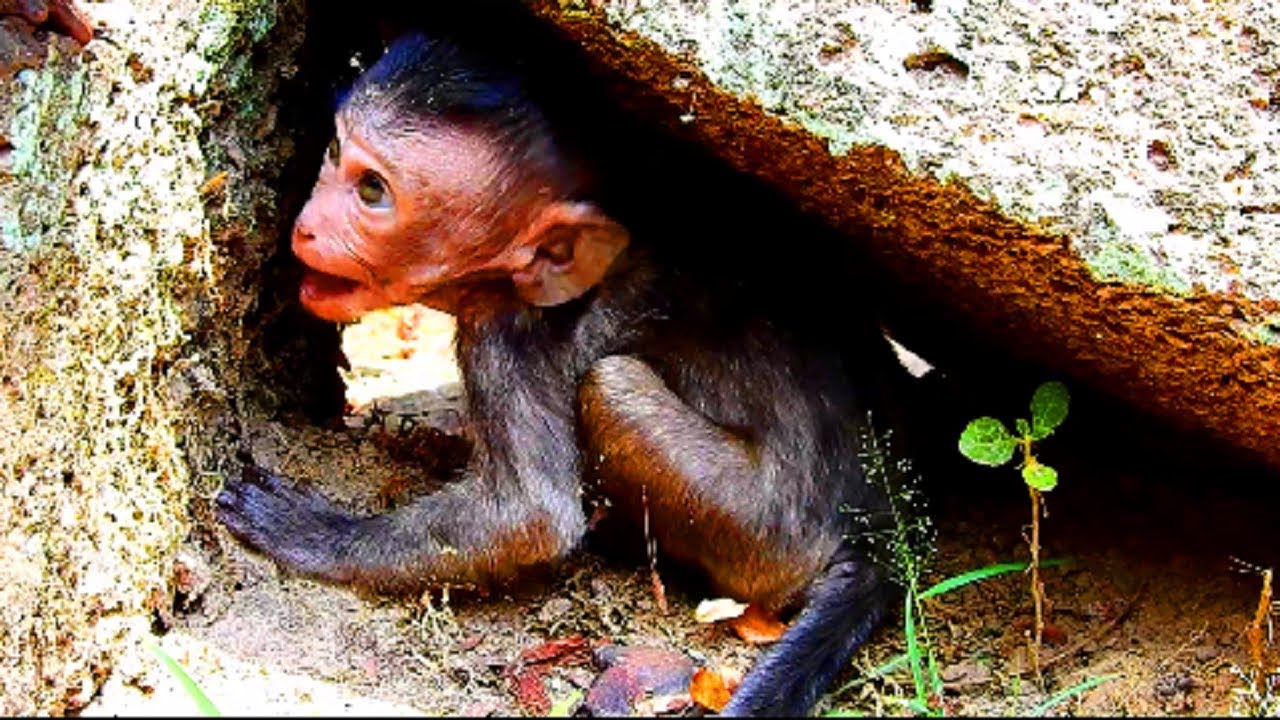 Very pity on little lori baby | Why mum not breast baby? Little lori very angry mum so much ,Poor